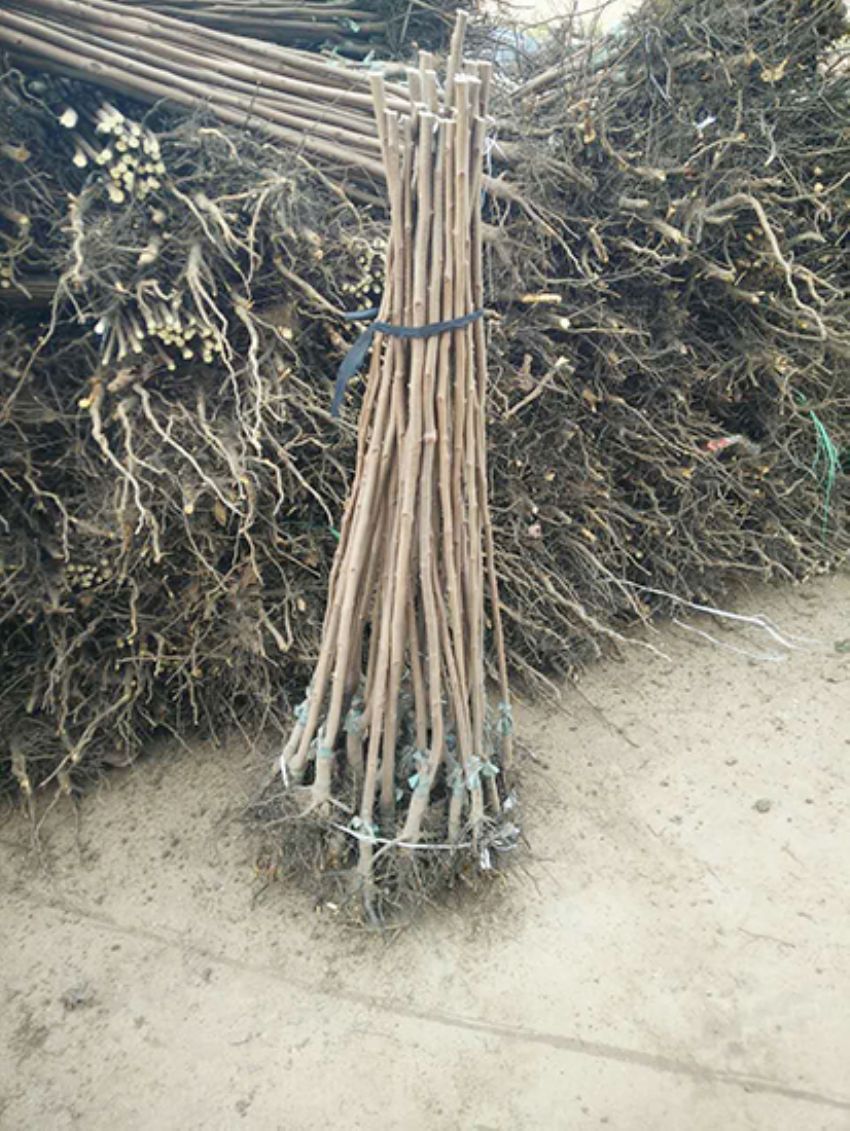 點擊查看詳細信息<br>標題：果樹-柿子樹 閱讀次數：3335